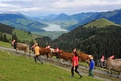 Alpabzug Fluonalp