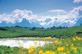 Blumenpfade Titlis