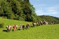 Wanderwoche auf der Sbrinz Route