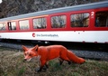 Die Brünig Safari der Zentralbahn