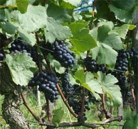 Wetli Weinbau - Uerikon - Region Zürichsee