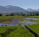 Kaltbrunner Riet - Zürichsee-Rundweg