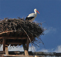 Storks colony - Uznach - Lake Zürich trail