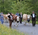 Alpabzug - Region Zürichsee