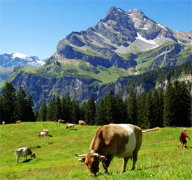 Braunwald
