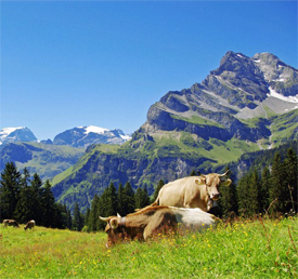 Braunwald - Region Zürichsee