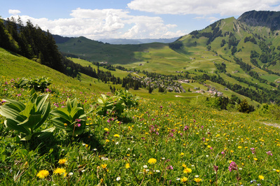 Bergfrühling auf dem Hochplateau Wirzweli, Dallenwil