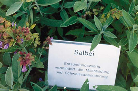 Geführte Kräuterwanderung