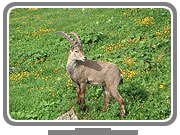 © Office du Tourisme Les Mosses - La Lécherette