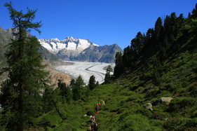 Notre Bijou - la forêt d'Aletsch