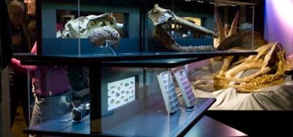Paleontological Museum, Zurich Paleontological Museum, Zurich