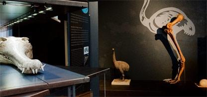 Zoologisches Museum, Zurich Zoologisches Museum, Zurich