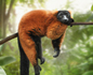 Zürich Zoo & Masoala Regenwald