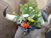 Alpabfahrt Kandersteg