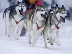 Schlittenhunderennen Kandersteg