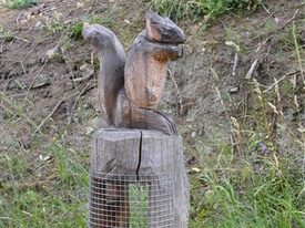 Squirrel and forest trail - Bürchen