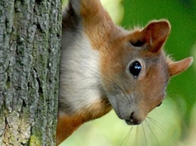 Squirrel and forest trail - Bürchen Squirrel and forest trail - Bürchen