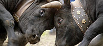 Cow Fighting Competitions - Valais