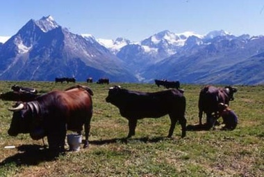 Arolla