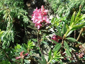Nessjeri-Obersta-Stigwasser - Belalp