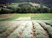 Attività culinaria la fattoria delle erbe medicinali e aromatici di Venthône