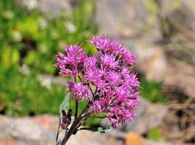 Activité culinaire stage sur les plantes à Crans-Montana