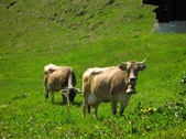 Lokale Produkte Das Bauernhof Gemmet Leukerbad