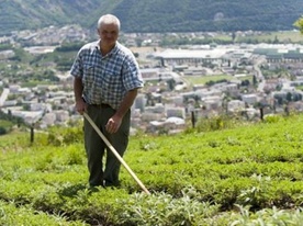Local products Masserey herbs Crans-Montana