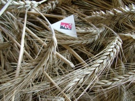 Valais rye Valais rye