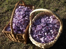 Saffron Saffron