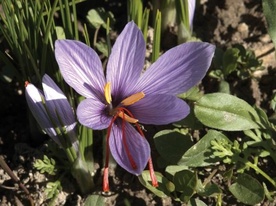 Saffron Saffron