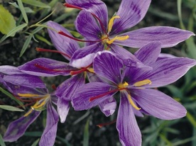 Saffron
