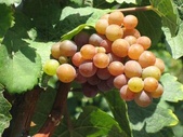Vino del Vallese - Sentiero didattico dei vitigni - Visperterminen