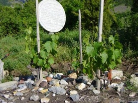 The vineyard of Farinet and the Passerelle - Saillon The vineyard of Farinet and the Passerelle - Saillon