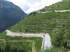 Valaisan Wine - The highest vineyard in Europe - Visperterminen