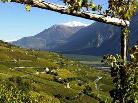 Rebweg zwischen Sierre und Salgesch Rebweg zwischen Sierre und Salgesch