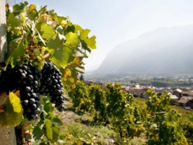 Rebweg zwischen Sierre und Salgesch Rebweg zwischen Sierre und Salgesch