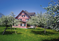 Blütenzauber im Thurgau