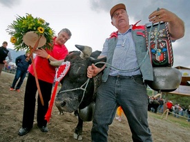 Ringkuhkämpfe - Wallis Ringkuhkämpfe - Wallis