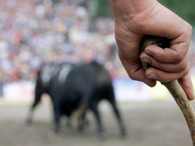 Ringkuhkämpfe - Wallis Ringkuhkämpfe - Wallis