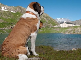 Cane del Gran San Bernardo