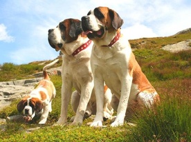 Cani del Gran San Bernardo