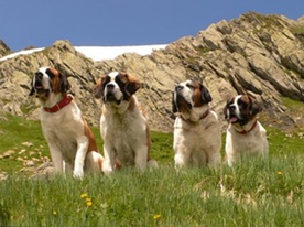 Cani del Gran San Bernardo