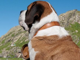 Cane del Gran San Bernardo