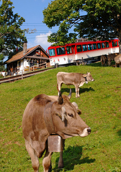 Rigi