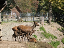 Wildpark Bruderhaus