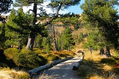 Moorbäerpfad
