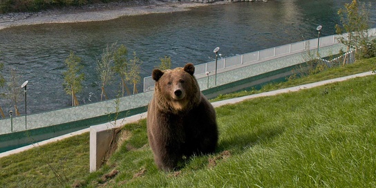 Pure experience! U can see the bears from near. Pure experience! U can see the bears from near.