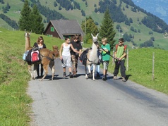 Lamatrekking Giswil