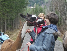 Lamatrekking Giswil